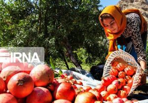 می‌کوشیم انار مقاوم به خشکی تولید کنیم