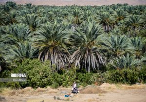 سرخرطومیِ چوب‌خوار، بلای جان نخلستان‌ها