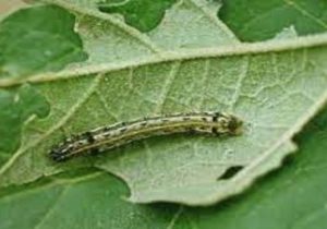 ساخت فرومون آفت برگخوار پاییزه در کشور