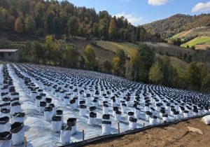 بلوبری؛ کشتِ جایگزین و سازگار با تغییر اقلیم در چهاردانگه ساری