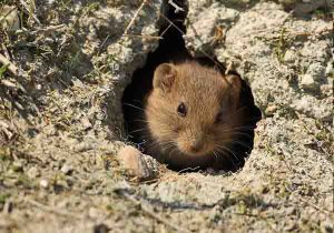 کنترل جوندگان (موش) در سال زراعی ۱۴۰۴-۱۴۰۳