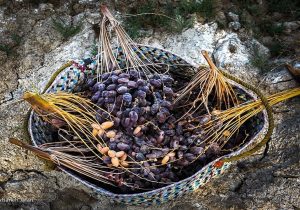 امسال یک میلیون و ۳۰۰ هزارتن خرما تولید شد