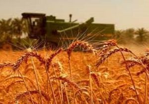 ۸۰ درصد کشت گندم استان‌های سردسیر انجام شد