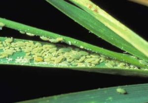 کشاورزان مراقب خسارت شته‌ها در مزارع باشند