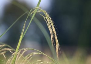 جریان سموم بی‌کیفیت در ساقه‌های برنج ایرانی