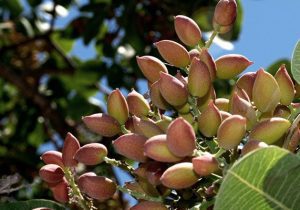 «پسته» قربانی یک باور سنتی شد