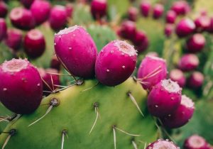 پرورش کاکتوس در راستای توسعه کشت گیاهان کم آب‌بر