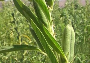 «کنجد» محصولی کم‌آب‌بر و مناسب اقلیم خوزستان