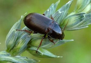 آفت سوسک سیاه تهدیدی برای مزارع گندم گلستان + توصیه‌ها برای کنترل آفت