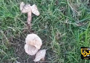 مرگ تلخ و دردناک دو زن جوان در اثر مصرف قارچ سمی