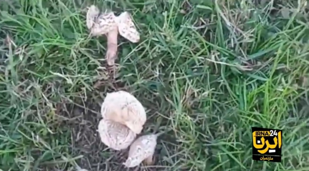 مرگ تلخ و دردناک دو زن جوان در اثر مصرف قارچ سمی