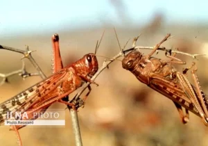 احتمال حمله ملخ‌ها به کشور به «صفر» رسید/ افزایش سختگیری بر عرضه‌کنندگان سموم قاچاق