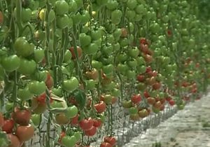 گلخانه ۵ هکتاری تمام هوشمند در جنوب کرمان + فیلم