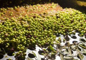 ظرفیت شورای بین المللی زیتون برای برندسازی تولیدات ایران به کار گرفته شود