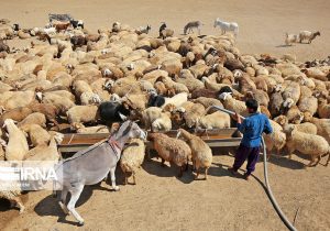 جابه‌جایی هر نوع دام در کشور پایش می‌شود/ به انتقال‌های بدون مجوز حساسیم