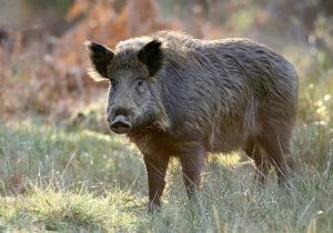 حمله گرازها به مزارع قلعه‌گنج