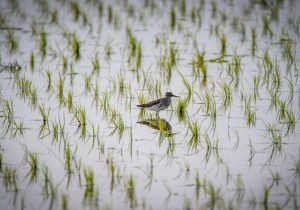 معرفی ۴ رقم جدید برنج سازگار با کم‌آبی