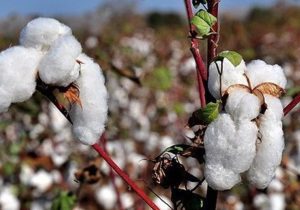 ارز نیما از واردات پنبه حذف شد