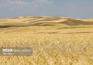 خطر افزایش تولید گندم در سال زراعی جدید نسبت به جو و کلزا