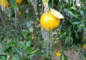 سرما» تهدیدی برای قطب کشاورزی زمستانی ایران