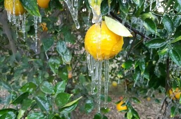 سرما» تهدیدی برای قطب کشاورزی زمستانی ایران