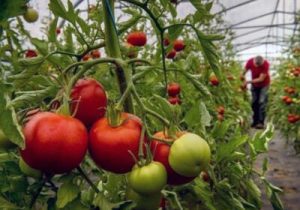 رونمایی از دستگاه سلامت‌سنج گیاه در نمایشگاه ایران ساخت