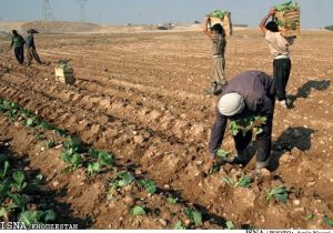 کشت ۹۰ درصد محصولات آبی پاییزه در خوزستان