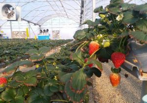 کاهش مصرف انرژی در گلخانه‌ها؛ ضرورت مغفول مانده+فیلم