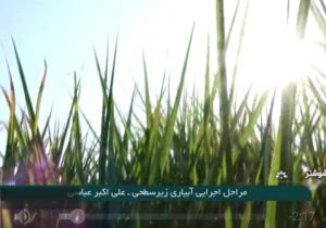 افزایش ۳۰ درصدی راندمان آبیاری با سامانه‌های آبیاری زیرسطحی