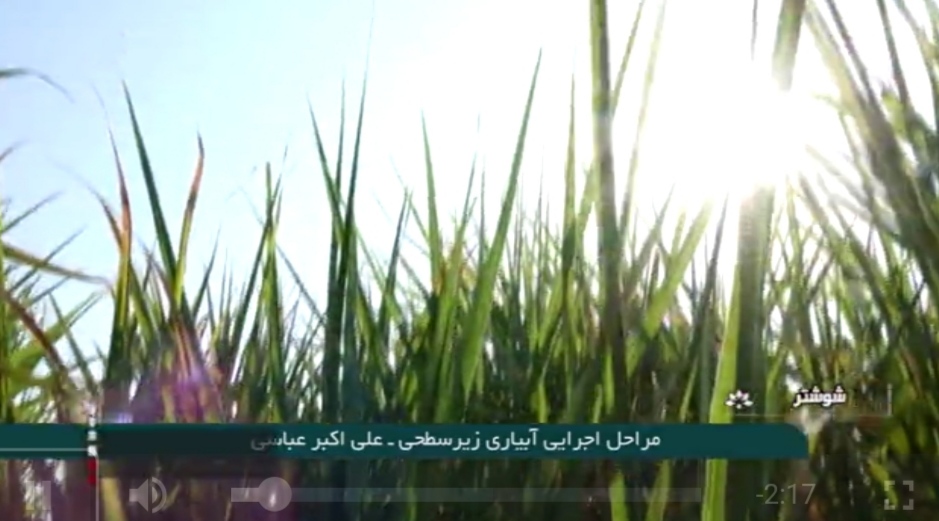 افزایش ۳۰ درصدی راندمان آبیاری با سامانه‌های آبیاری زیرسطحی