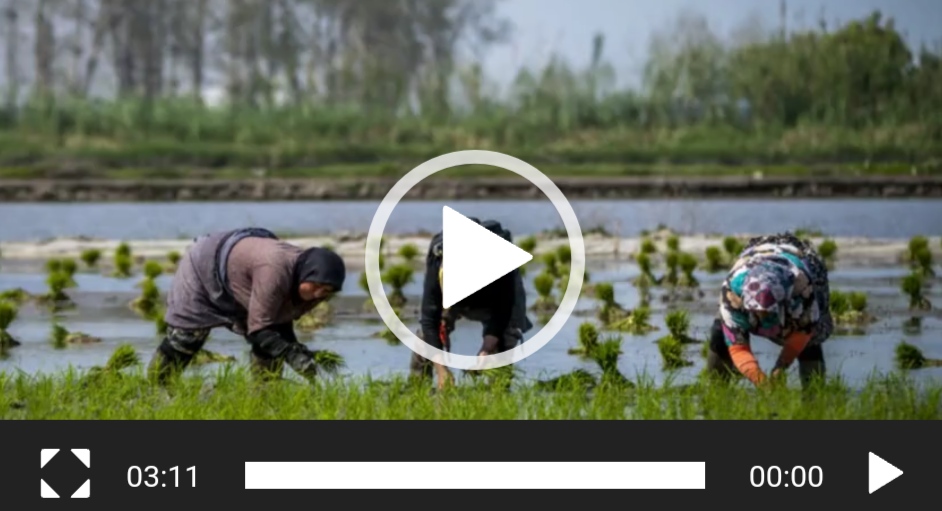 تیزر | فرصت‌ها و تهدیدهای کشاورزی مازندران