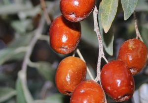 توسعه دیم در اراضی شیب دار با کاشت درخت سنجد