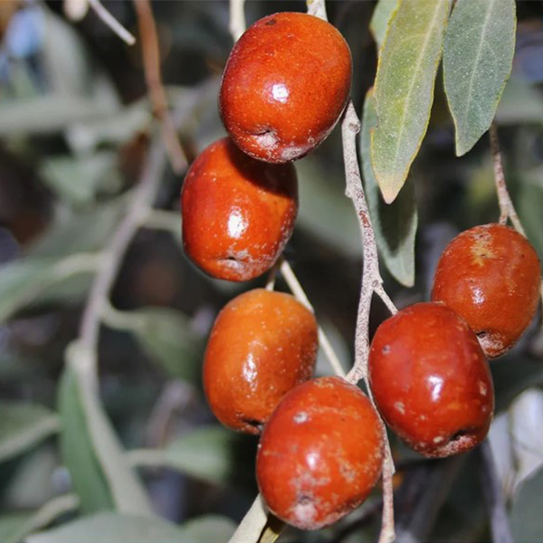 توسعه دیم در اراضی شیب دار با کاشت درخت سنجد