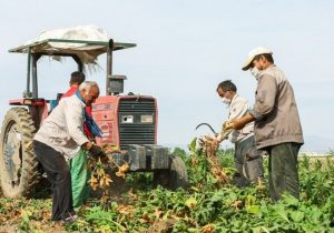 پرداخت ۸۰ میلیارد تومان تسهیلات به دیم‌کاران