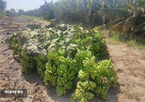 ظرفیت تولید ۲۰۰ هزار نهال موز در مرکز تحقیقات کشاورزی بلوچستان