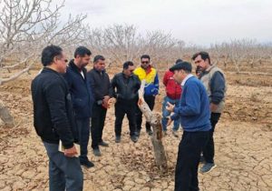 تاثیر کاربرد صابون‌های حشره‌کش و آبشویی در کنترل پسیل پسته و حفظ دشمنان طبیعی آن