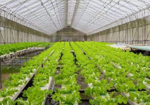 توسعه کشت های گلخانه ای آبی بر آتش خشکسالی در کهگیلویه وبویراحمد