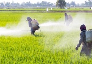 آغاز عملیات دیده‌ بانی و مبارزه با علف‌های هرز تا دو هفته آینده