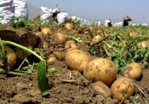 آغاز توزیع ۳۵۰ تن سیب زمینی در پایتخت