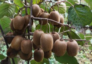 تداوم صادرات کیوی ایران به کشورهای هدف/ مدیریت آفات با تعامل کشورهای همسایه