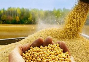 علت اصلی تاخیر در پرداخت مطالبات سویاکاران چیست؟