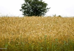 احتمال استمرار خشکسالی و بارش‌های کمتر از نرمال در ادامه سال آبی