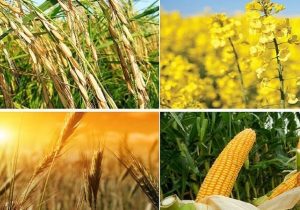 افزایش ۴۰ درصدی قیمت نهاده‌های تولید در ماه‌های اخیر