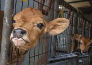 راه‌اندازی نخستین سکو فروش، قیمت گوشت قرمز را می‌شکند