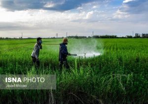 حذف ۳۰ ترکیب پر خطر آفت‌کش و جایگزینی ترکیبات گیاهی
