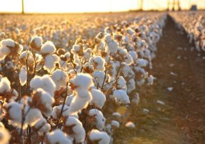 پنبه‌های پرمحصول و مقاوم، راهکاری برای کشاورزی در سیستان