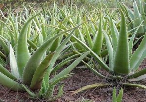 کشت آلوئه ورا در سطح ۵۰ هکتار از مزارع دشتیاری سیستان و بلوچستان