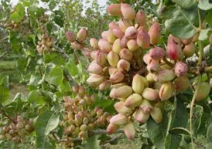 افزایش بهره‌وری باغ‌های پسته به جای توسعه سطح زیر کشت + فیلم