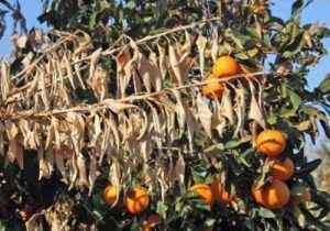 نابودی باغ‌های جنوب کرمان در اثر بیماری زوال مرکبات + فیلم