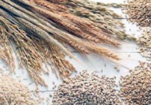 معرفی چهار رقم گندم مقاوم به زنگ غلات در خراسان شمالی